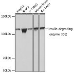Western blot - Insulin-degrading enzyme (IDE) Rabbit mAb (A11190)