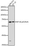 Western blot - NF-kB p65/RelA Rabbit pAb (A11202)