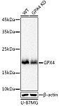 Western blot - [KD Validated] GPX4 Rabbit mAb (A11243)