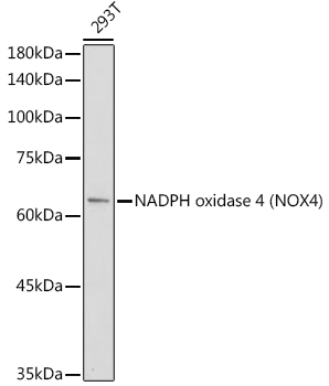 [KO Validated] NADPH oxidase 4 (NOX4) Rabbit polyclonal antibody