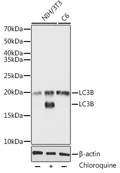 MAP1LC3B antibody