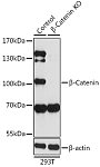 Western blot - [KO Validated] β-Catenin Rabbit pAb (A11343)
