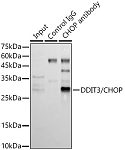 Western blot - DDIT3/CHOP Rabbit pAb (A11346)