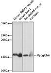 Western blot - Myoglobin Rabbit mAb (A11368)
