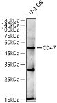 Western blot - CD47 Rabbit mAb (A11382)