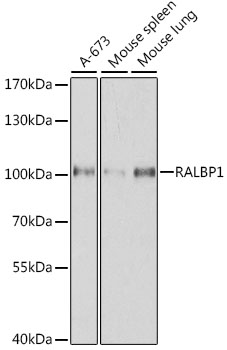 [KO Validated] RALBP1 Rabbit polyclonal antibody