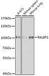 Western blot - [KO Validated] RALBP1 Rabbit pAb (A1140)