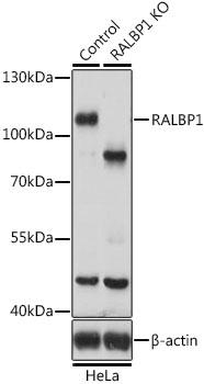 [KO Validated] RALBP1 Rabbit polyclonal antibody