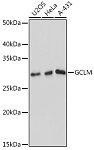 Western blot - GCLM Rabbit mAb (A11444)