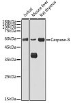 Western blot - Caspase-8 Rabbit pAb (A11450)