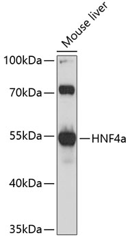 HNF4a Rabbit pAb