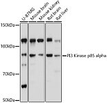 Western blot - PI3 Kinase p85 alpha Rabbit pAb (A11526)