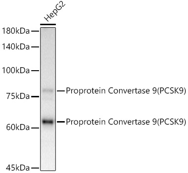 [KD Validated] Proprotein Convertase 9(PCSK9) Rabbit monoclonal antibody