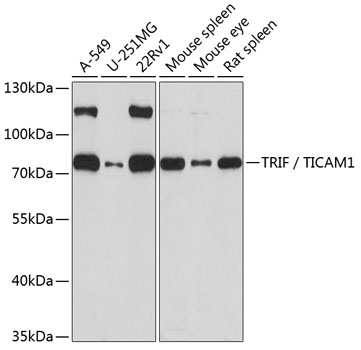 TRIF / TICAM1 Rabbit polyclonal antibody