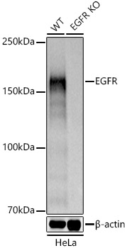 [KD Validated] EGFR Rabbit polyclonal antibody