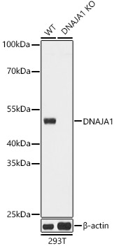 [KO Validated] DNAJA1 Rabbit polyclonal antibody