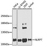Western blot - NLRP7 Rabbit pAb (A11627)