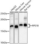 Western blot - RPS18 Rabbit pAb (A11687)