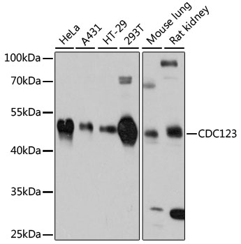 IGFBP2 antibody