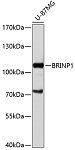 Western blot - BRINP1 Rabbit pAb (A11723)