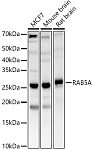 Western blot - RAB5A Rabbit pAb (A1180)