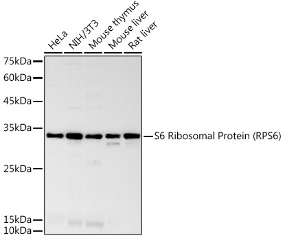 S6 Ribosomal Protein (RPS6) Rabbit mAb