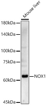 NOX1 Rabbit polyclonal antibody