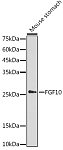 Western blot - FGF10 Rabbit pAb (A1201)