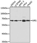 Western blot - URI1 Rabbit pAb (A12078)