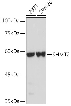 [KO Validated] SHMT2 Rabbit polyclonal antibody