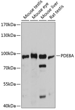 RPA1 antibody
