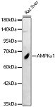 Western blot - AMPKα1 Rabbit pAb (A1229)