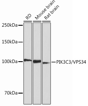 ABclonal:Western blot - PIK3C3/VPS34 Rabbit mAb (A12295)