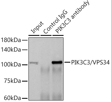 ABclonal:Immunoprecipitation - PIK3C3/VPS34 Rabbit mAb (A12295)}