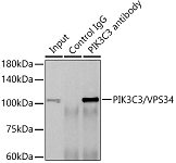 Western blot - PIK3C3/VPS34 Rabbit mAb (A12295)