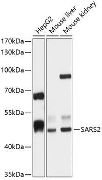 PLXNB2 antibody