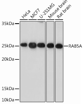 RAB5A Rabbit mAb