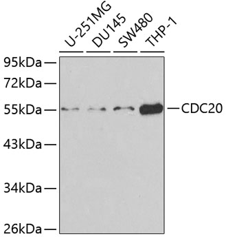 CDC20 Rabbit pAb