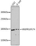 Western blot - VEGFR3/FLT4 Rabbit pAb (A12332)