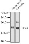 Western blot - RhoB Rabbit pAb (A12402)