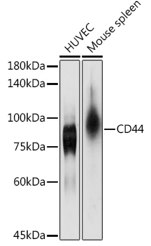 [KO Validated] CD44 Rabbit polyclonal antibody
