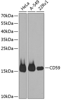 CD59 Rabbit pAb