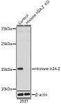 Western blot - [KO Validated] Histone H2A.Z Rabbit pAb (A12442)