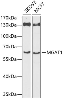 MGAT1 Rabbit polyclonal antibody