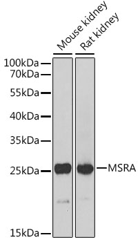 MSRA Rabbit pAb