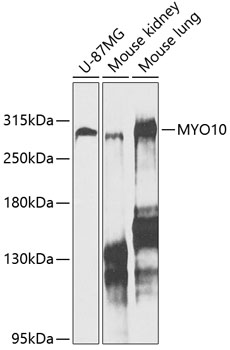 MYO10 Rabbit pAb