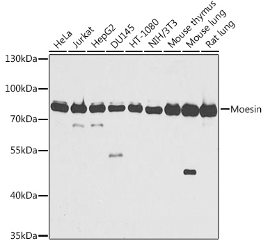 Moesin Rabbit pAb