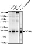 Western blot - CLDN11 Rabbit pAb (A12478)