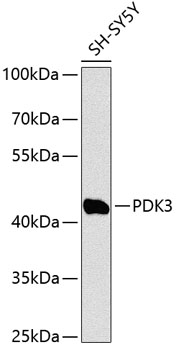 PDK3 Rabbit pAb