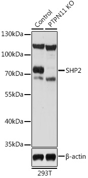 [KO Validated] SHP2 Rabbit polyclonal antibody